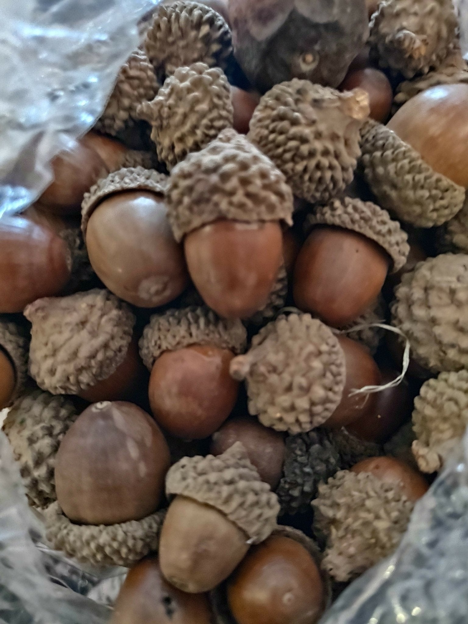 Acorns - Deadwood South Boutique & Company LLC